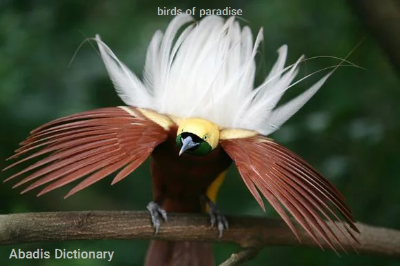 birds of paradise